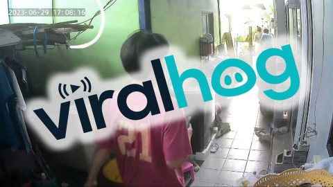 Cat Escapes Monitor Lizard || ViralHog
