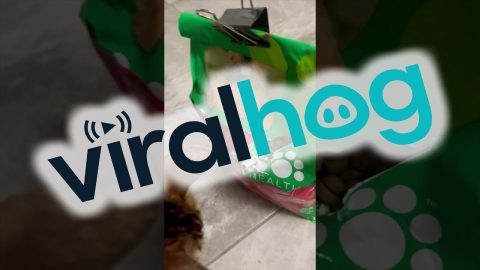 Raspy Cat Breaks Into Bag Of Dog Food || ViralHog