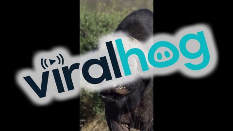 Oxpeckers Pick Buffalo's Nose || ViralHog