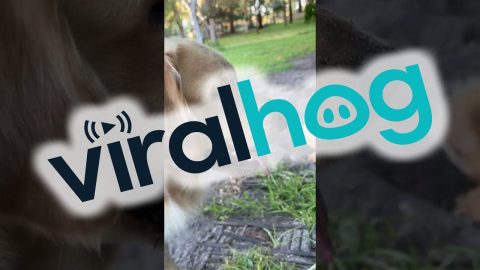 Golden Retriever Friendly Fire || ViralHog