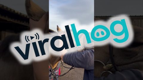 Horse Enjoys a Head Massage || ViralHog