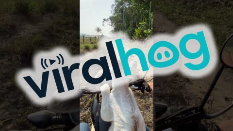 Calf Takes A Motorcycle Ride || ViralHog