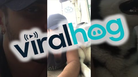 What Did You Say Human? || ViralHog