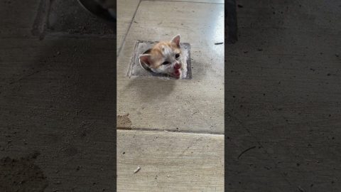 Stray Kitten Rescued From Drain Pipe || ViralHog