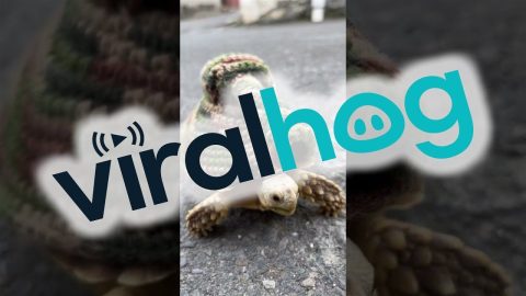 Adorable Tortoise Tank On Patrol || ViralHog