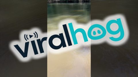 Swimming Echidna || ViralHog