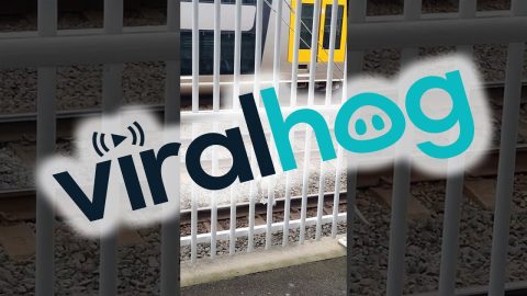 Pelican Causes Delays at Lidcombe Station || ViralHog