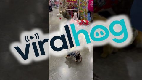 Birds Ride on Backs of Little Dogs || ViralHog