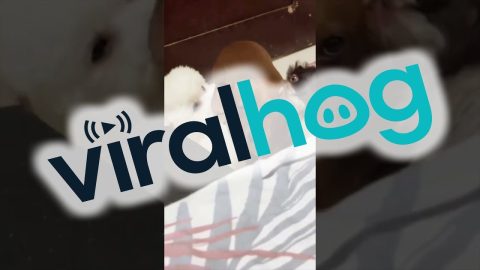 Dachshund Gets An Earful Of Licks || ViralHog