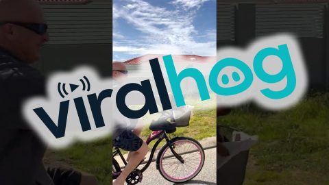 Mini Dachshund Cruises With Dad in a Bike Basket || ViralHog
