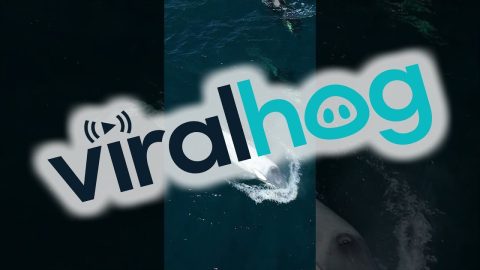Rare White Killer Whale || ViralHog