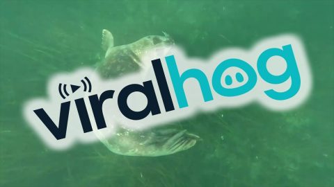 Seals Play With Puget Sound Swimmer || ViralHog