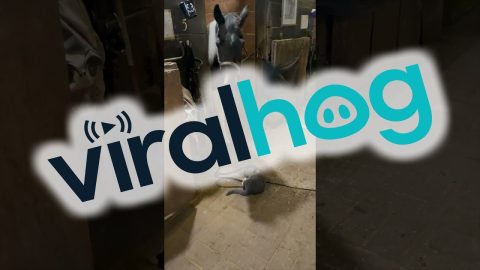 A Friendship Between Barn Animals || ViralHog