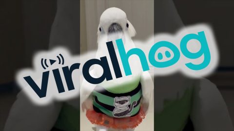 Cockatoo Catwalk Show || ViralHog