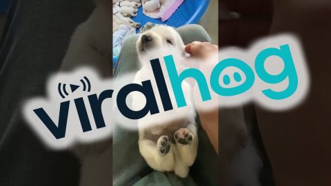 Training The Newborn Puppies || ViralHog