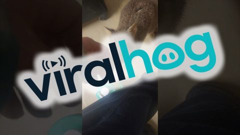 Friendly Bettong Comes For a Visit || ViralHog