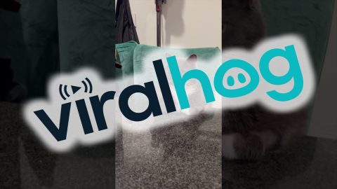 Stuart the Politely Sitting Counter Cat || ViralHog