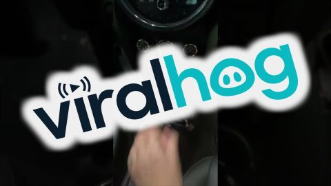 Weimaraner Isn't Ready For a Driving Lesson || ViralHog