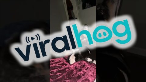 My Dog Likes Back Scratches So Much, She Trained the Puppy || ViralHog