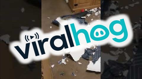 Puppy Rips Up Roll of Wallpaper || ViralHog