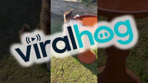 Cat Drinks From Bird Bath || ViralHog