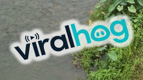 Otter Family Surrounds Monitor Lizards || ViralHog