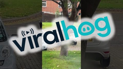Cat Chases Squirrel Around Tree || ViralHog