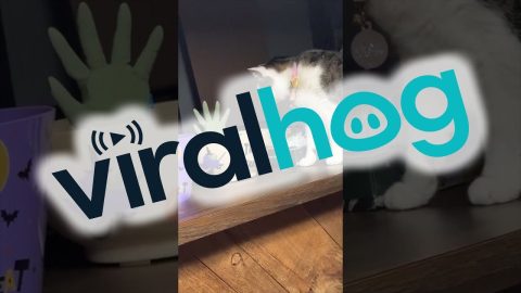 Cat Tries To Avoid The Candy Zombie || ViralHog