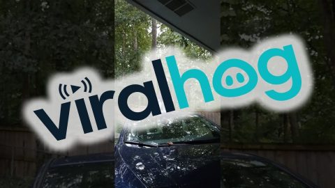 Cat Tries Out Acrobatics || ViralHog