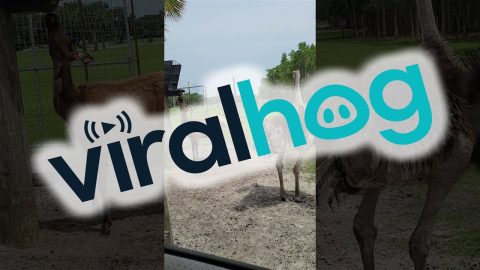 Emu Not Okay With Food-Stealing Antelope || ViralHog