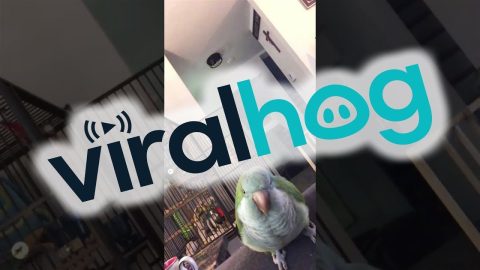 Quaker Parrot Has Words For His Owner || ViralHog