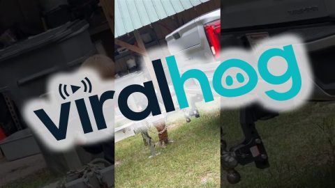 Son Helps Dad With Trailer || ViralHog