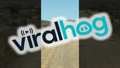 An Emu Family Goes For A Run || ViralHog
