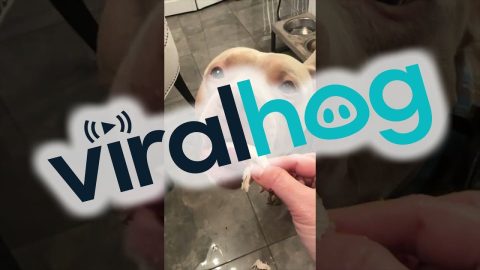 Dog Only Wants Seasoned Chicken || ViralHog