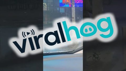 From Skyline to Shoreline || ViralHog