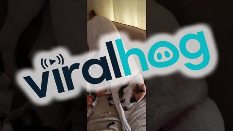Returning Home to Find a Dog-Created Disaster || ViralHog
