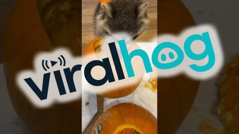 Kevin The Raccoon Helps Prepare For Halloween || ViralHog