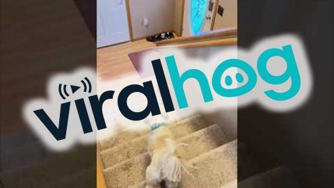A Graceful Return From College || ViralHog