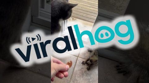 Wild Squirrels And A Cat || ViralHog