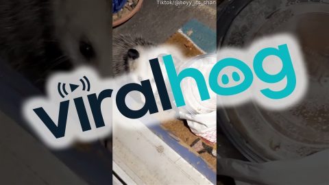 Possum Steals Pancakes From Porch || ViralHog