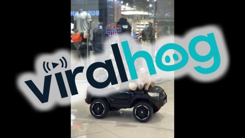 Corgis Parade Through Mall on Toy Car || ViralHog