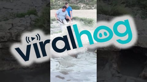 Rescuing A Deer From A Well || ViralHog