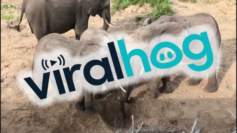African Elephants Have A Hierarchy Lesson In The Wild || ViralHog