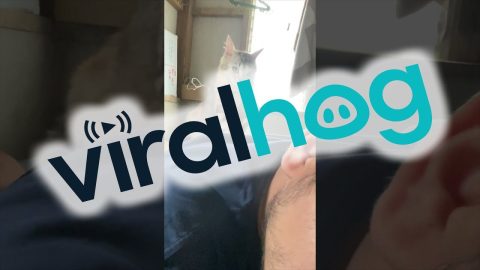 Kitten Mittens Give Massage || ViralHog