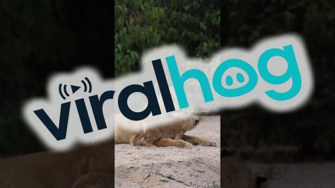 Lion Cubs Cuddles With Mom || ViralHog
