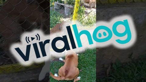 Dog Plays With Puma Through Fence || ViralHog