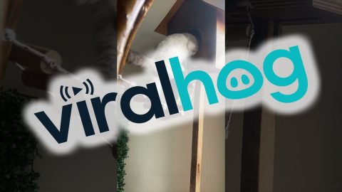 Cat Steals The Birdhouse || ViralHog