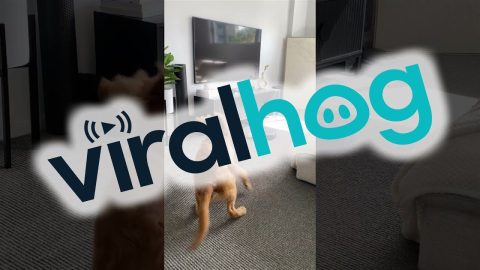 Robovac Plays Ball With Golden Retriever || ViralHog