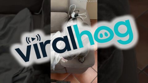Puppy With A Pacifier || ViralHog