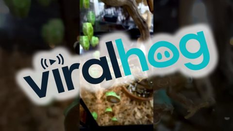 Clumsy Frog Falls Off Glass || ViralHog